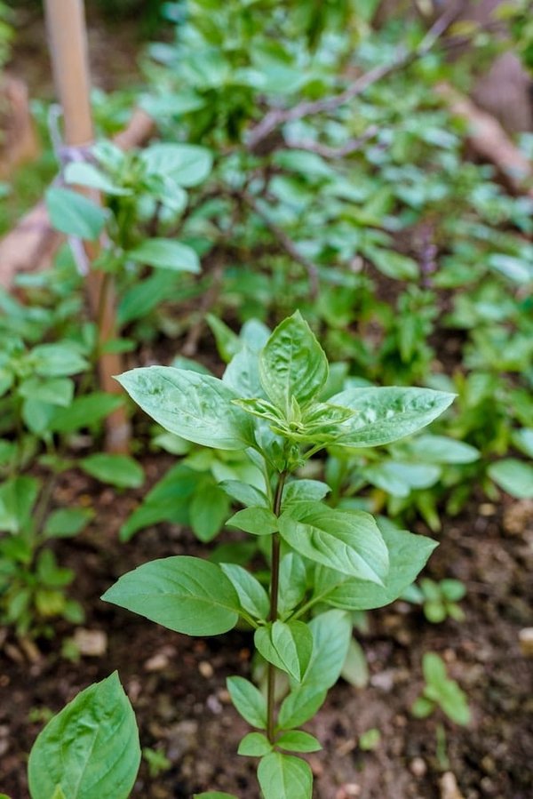 Come implementare un sistema di gestione documentale ecologico in un ufficio legale?